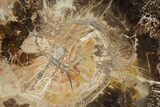 Polished Petrified Wood (Araucaria) Round - Madagascar #355316-1